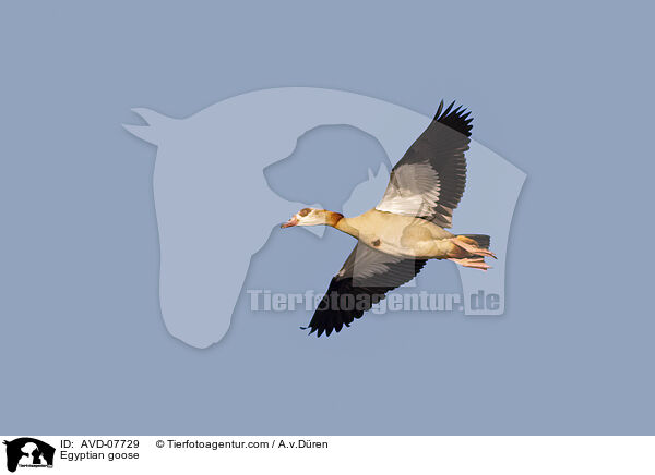 Egyptian goose / AVD-07729