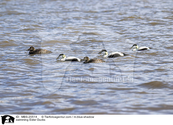 swimming Eider Ducks / MBS-20514
