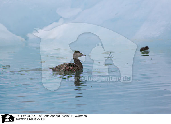 swimming Eider Ducks / PW-08382