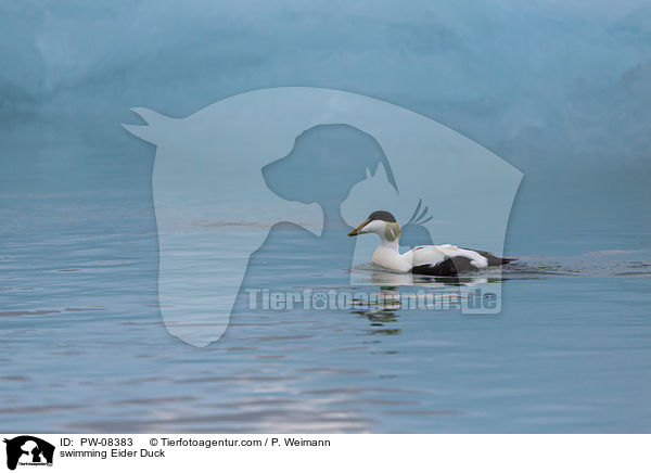 swimming Eider Duck / PW-08383