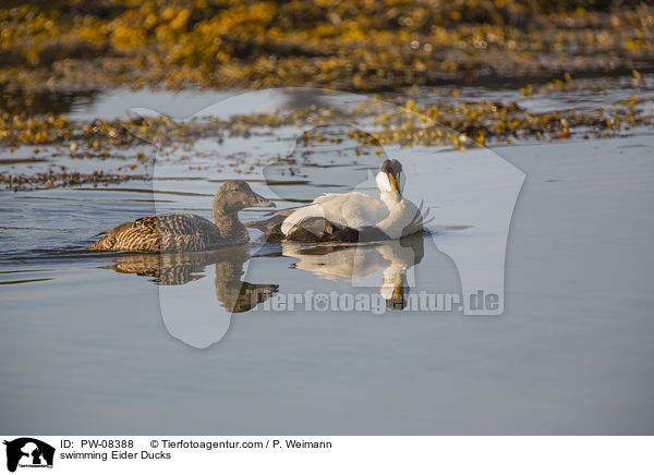 swimming Eider Ducks / PW-08388