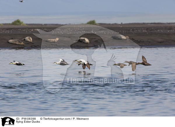 flying Eider Ducks / PW-08398