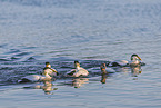 common eider ducks