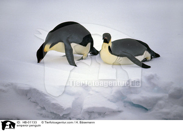 emperor penguin / HB-01133