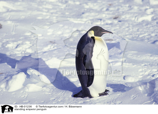 standing emperor penguin / HB-01236
