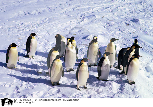 Emperor penguin / HB-01383