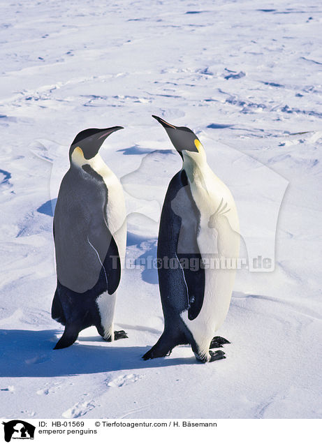 emperor penguins / HB-01569