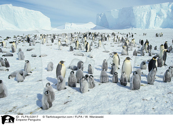 Emperor Penguins / FLPA-02817