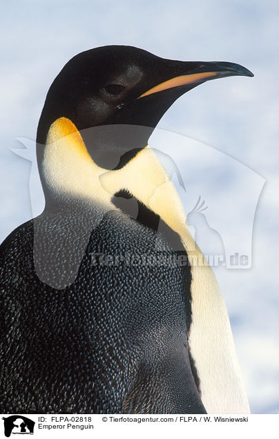 Emperor Penguin / FLPA-02818
