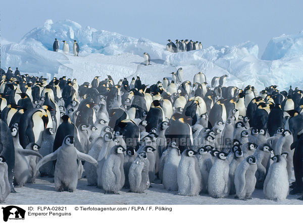 Emperor Penguins / FLPA-02821