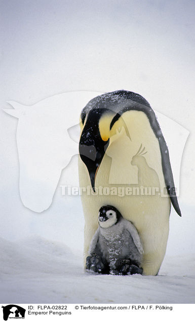 Emperor Penguins / FLPA-02822