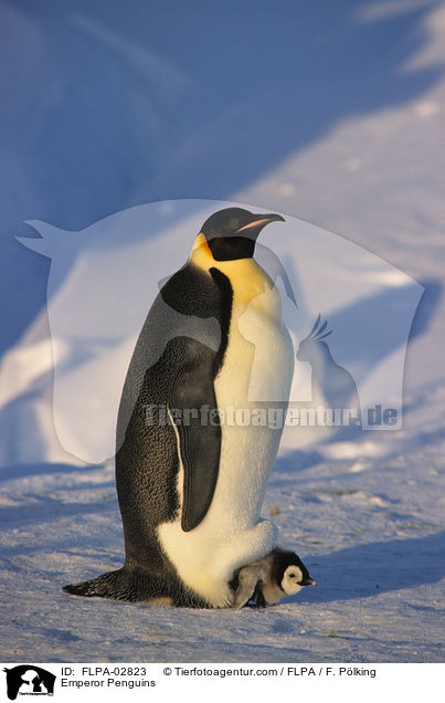 Emperor Penguins / FLPA-02823