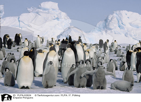 Emperor Penguins / FLPA-02824