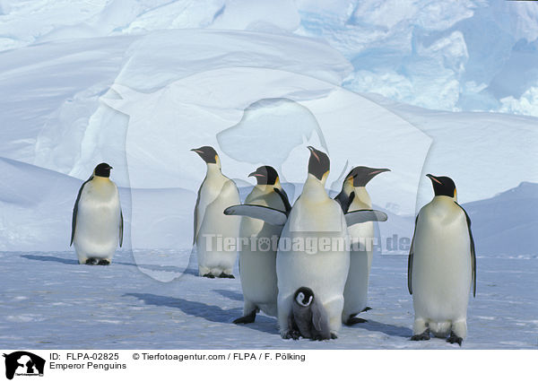 Emperor Penguins / FLPA-02825
