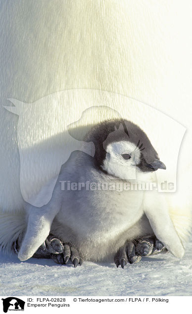 Emperor Penguins / FLPA-02828
