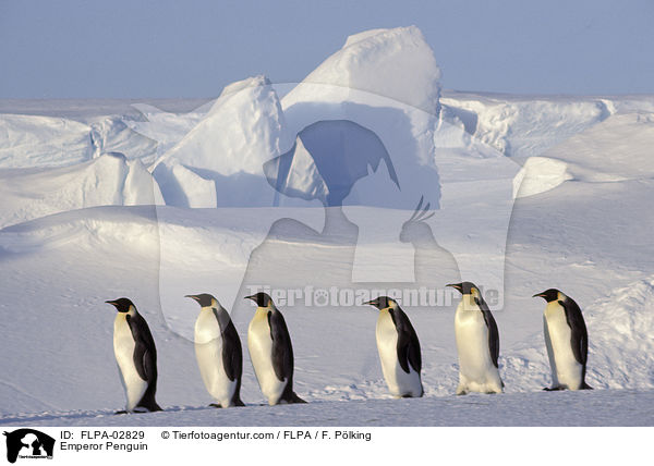 Emperor Penguin / FLPA-02829