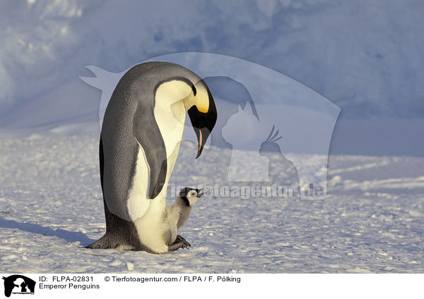 Emperor Penguins / FLPA-02831