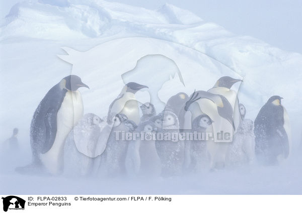 Emperor Penguins / FLPA-02833