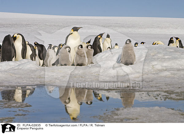Emperor Penguins / FLPA-02835