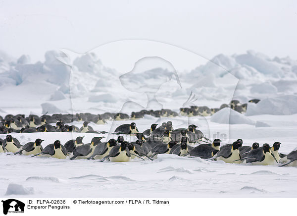 Emperor Penguins / FLPA-02836