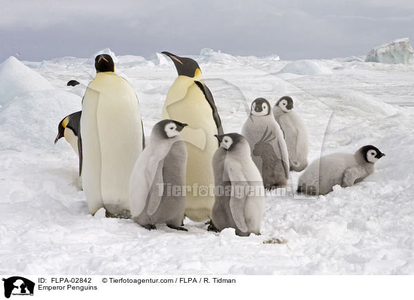 Emperor Penguins / FLPA-02842