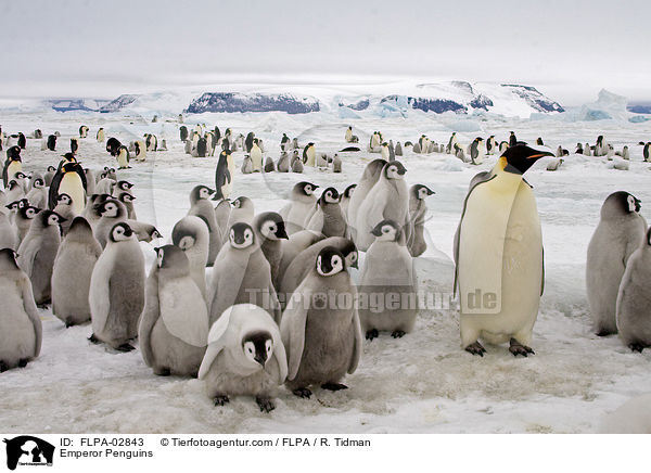 Emperor Penguins / FLPA-02843