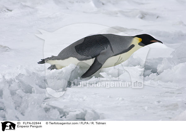 Emperor Penguin / FLPA-02844