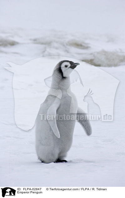 Emperor Penguin / FLPA-02847