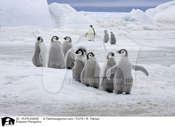 Emperor Penguins / FLPA-02848