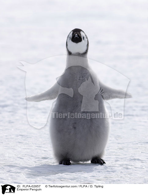Emperor Penguin / FLPA-02857
