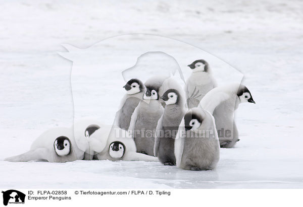 Emperor Penguins / FLPA-02858