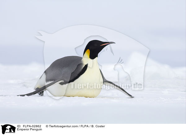 Emperor Penguin / FLPA-02862