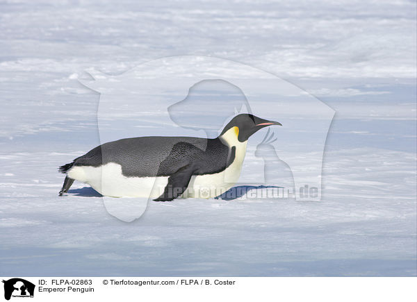 Emperor Penguin / FLPA-02863