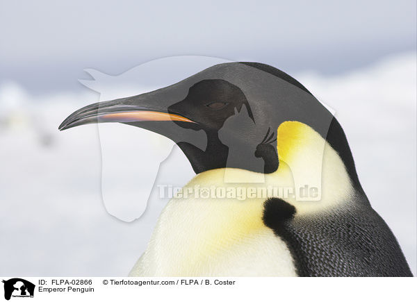 Emperor Penguin / FLPA-02866