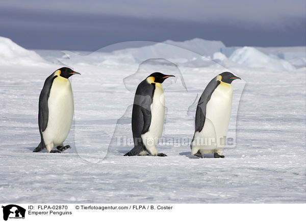Emperor Penguins / FLPA-02870