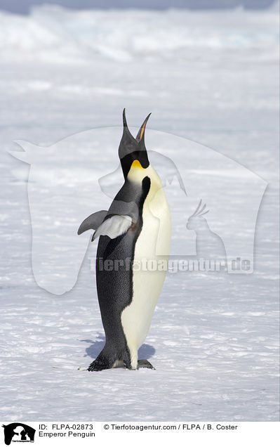 Kaiserpinguin / Emperor Penguin / FLPA-02873