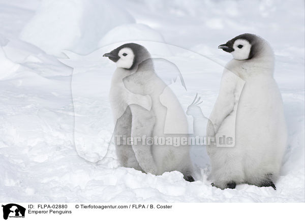 Emperor Penguins / FLPA-02880