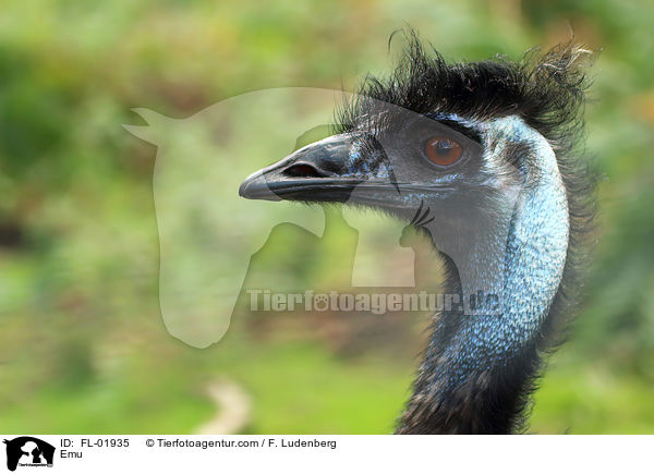 Emu / FL-01935
