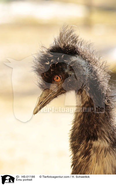 Emu portrait / HS-01186