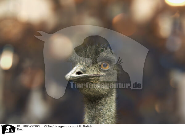 Emu / HBO-06363
