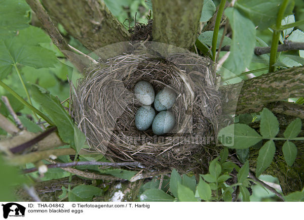 common blackbird eggs / THA-04842