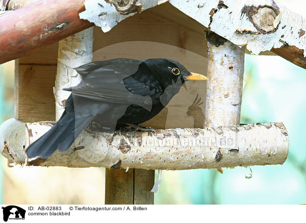 common blackbird / AB-02883