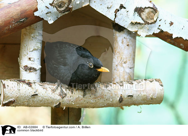 common blackbird / AB-02884