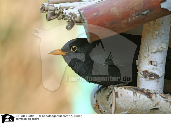 common blackbird / AB-02885