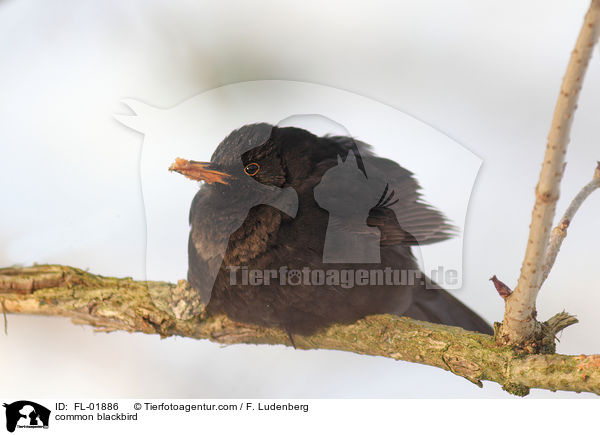common blackbird / FL-01886