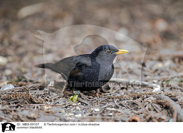 common blackbird / MBS-09107