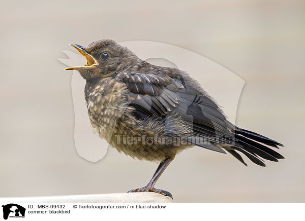 common blackbird / MBS-09432