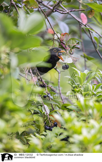common blackbird / MBS-12032