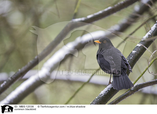 common blackbird / MBS-12038