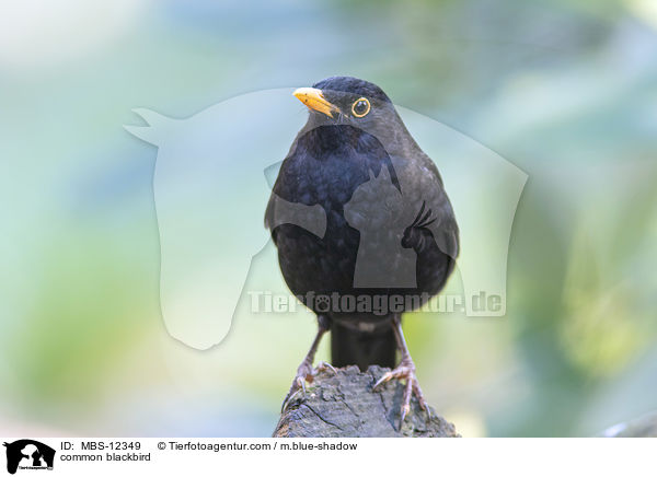 common blackbird / MBS-12349